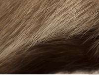 photo texture of fur 0010